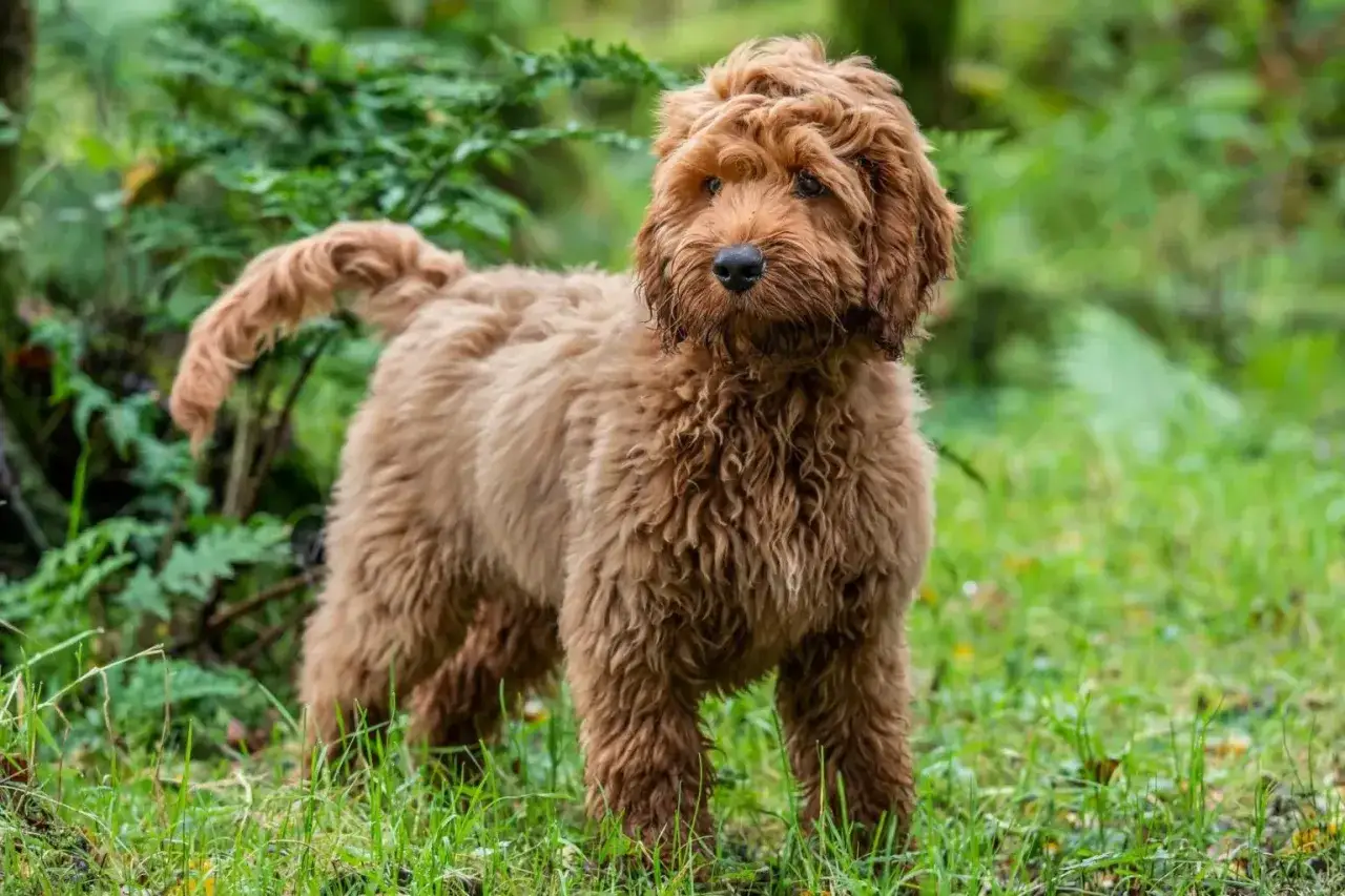 Brązowy spaniel z pudlem, z kudłatą sierścią, stoi w trawie wśród zieleni.