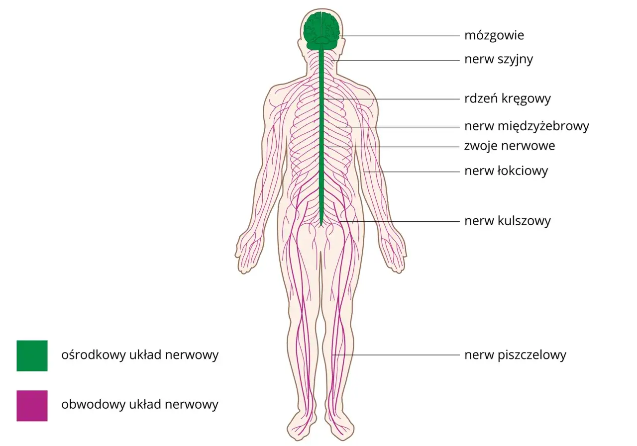 Schemat układu nerwowego człowieka. Zielony kolor to ośrodkowy układ nerwowy (mózg, rdzeń kręgowy), a fioletowy to obwodowy. Zaburzenia czucia mogą dotyczyć obu tych układów.