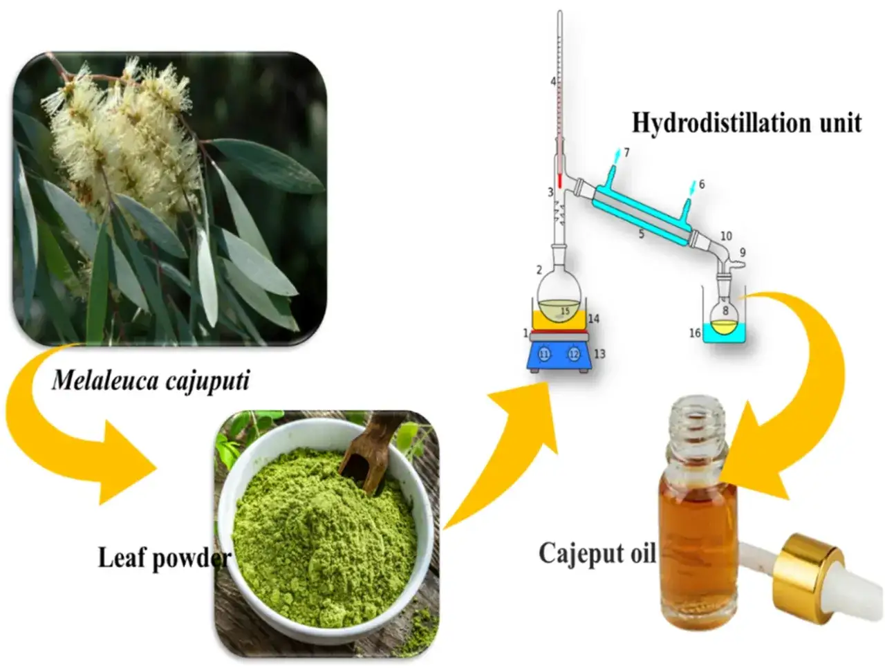 Melaleuca cajuputi-Blätter werden zu Pulver verarbeitet und mittels Wasserdampfdestillation zu Cajeputöl extrahiert, das positive Cajeput Wirkung auf Psyche haben kann.