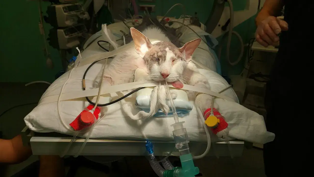 Gatto bianco con macchie grigie, sedato su un tavolo operatorio, con tubi e apparecchiature mediche. Potrebbe essere in cura per un tumore gatto.