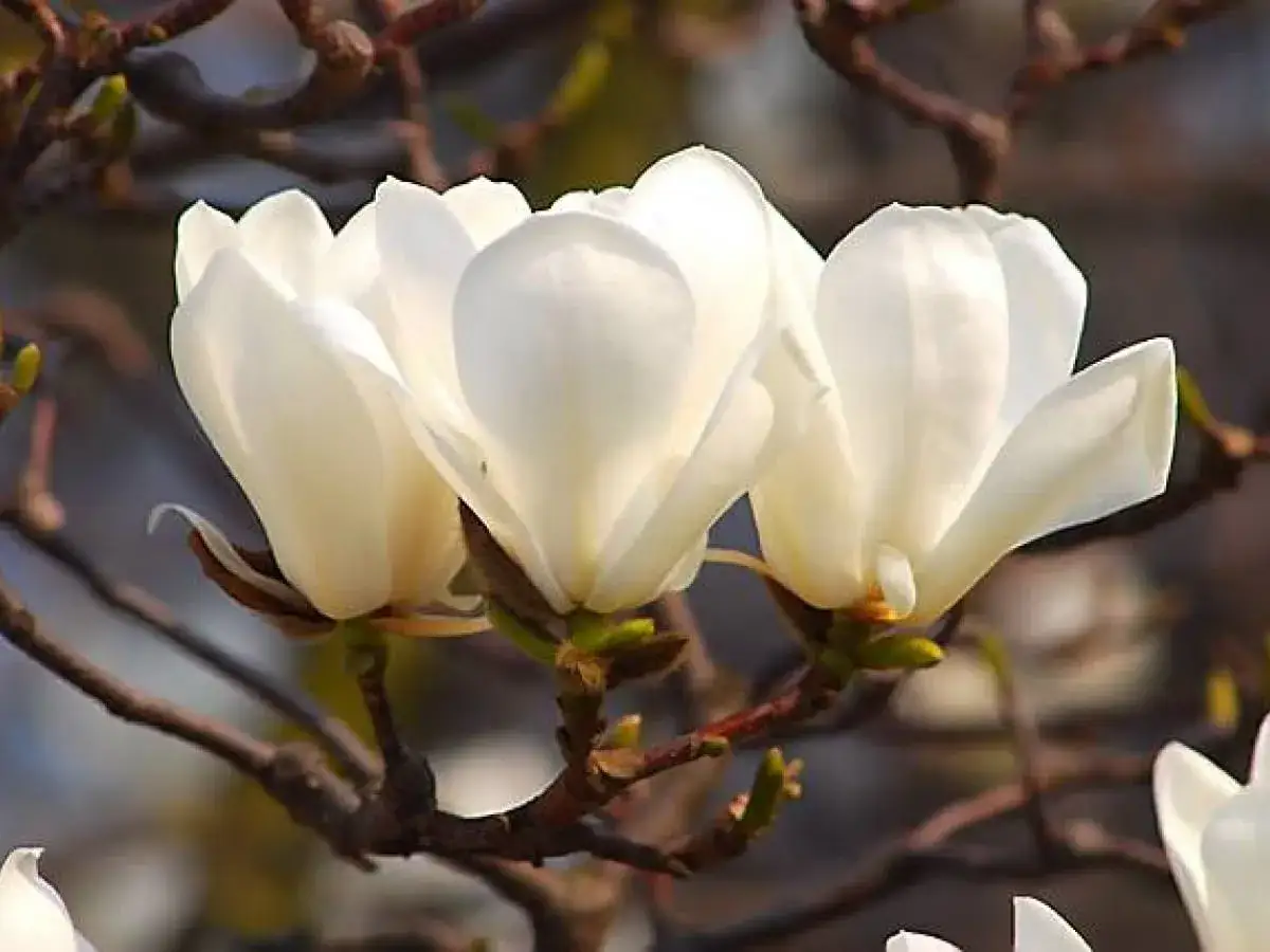 Trzy białe kwiaty magnolii, delikatne i pełne, rozkwitają na gałęziach. To piękne **magnolia odmiany**, które zachwycają wiosennym blaskiem.
