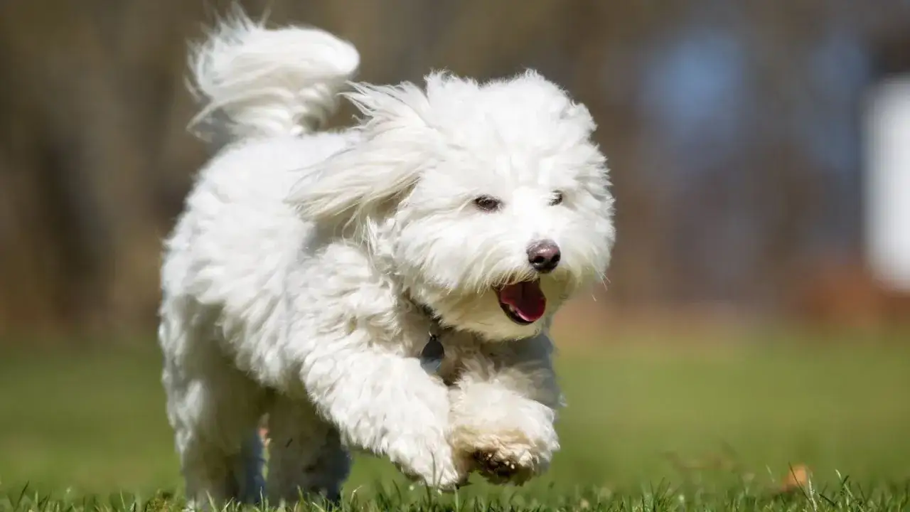 Un coton de tulear blanco y esponjoso corre feliz por el césped, con la lengua fuera y la cola en alto.