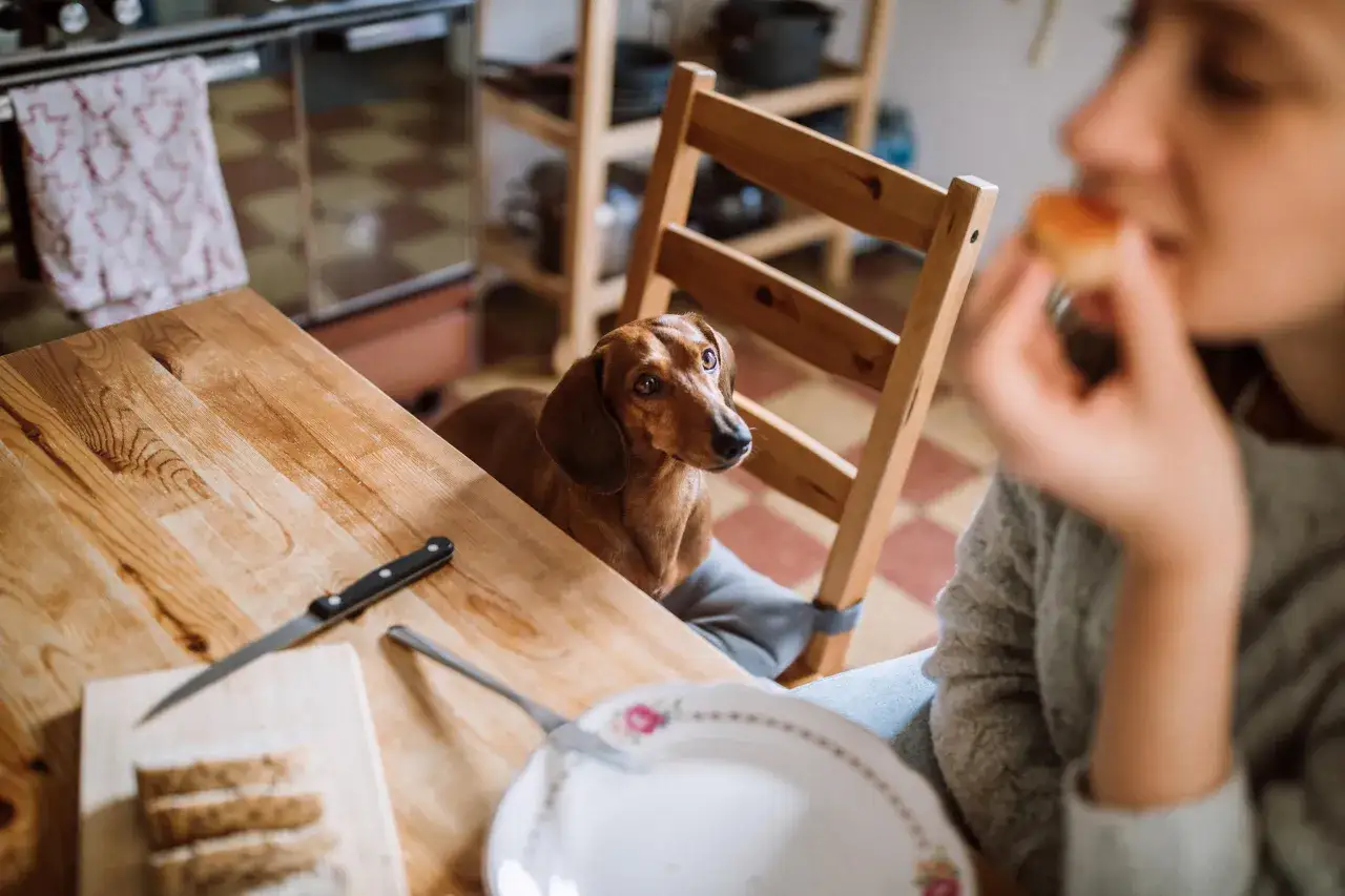 Un teckel brun regarde avec espoir une personne mangeant à table, un symptôme clair de chien qui a faim.