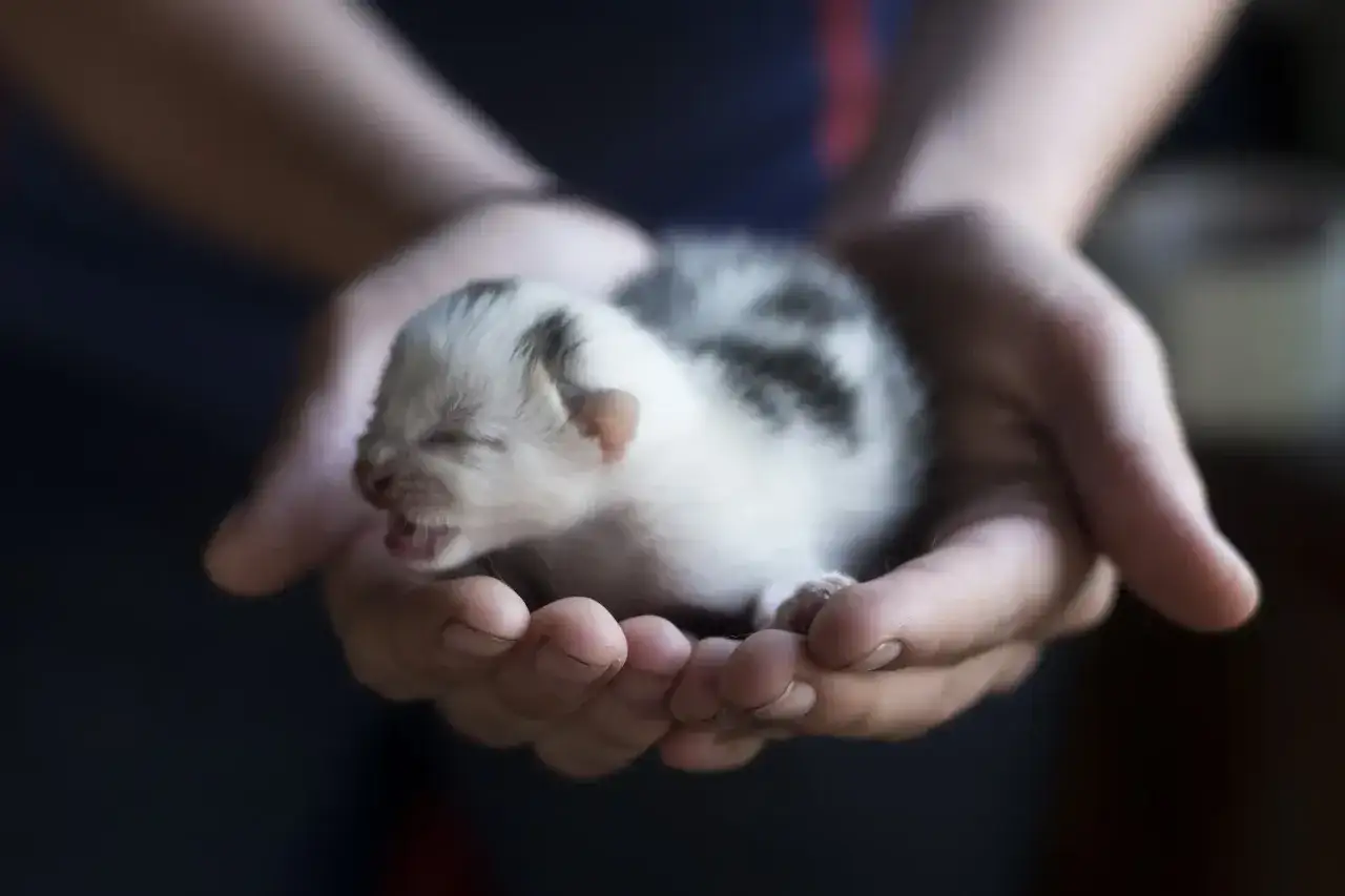 Un diminuto gato reci&eacute;n nacido, con pelaje blanco y gris, bosteza en las manos de una persona.