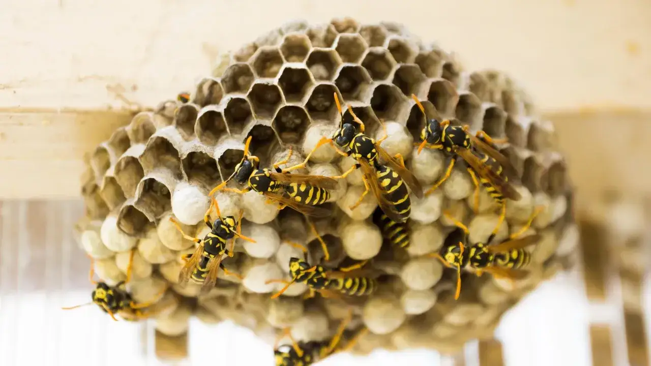 Un panal de avispas con varias avispas amarillas y negras trabajando en sus celdas hexagonales.