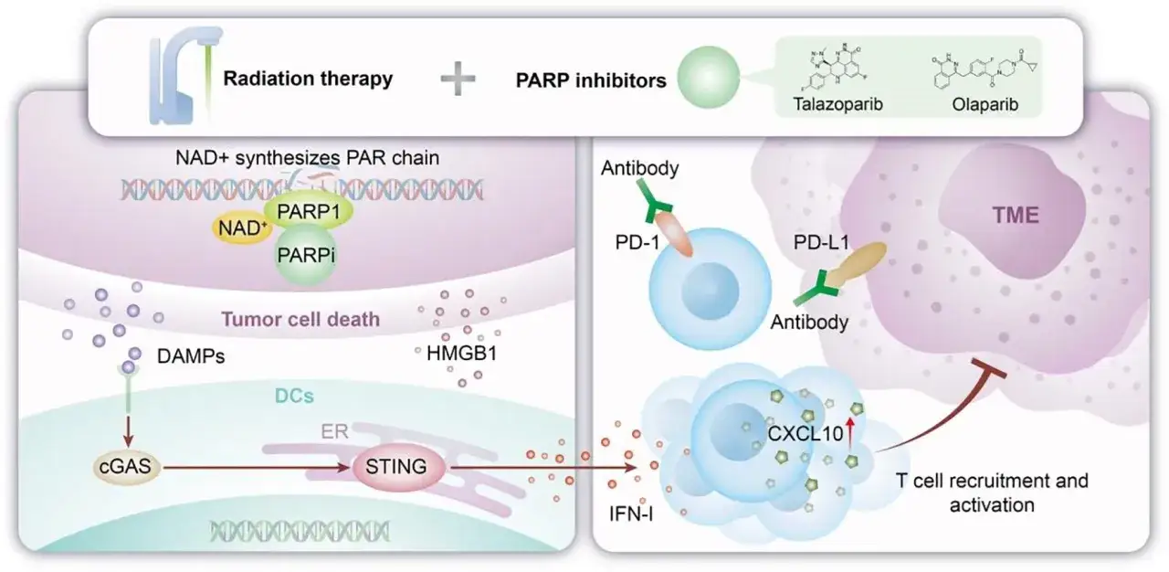 Strahlentherapie und PARP-Inhibitoren wie Olaparib fördern die Heilung durch Zelltod und Immunaktivierung.