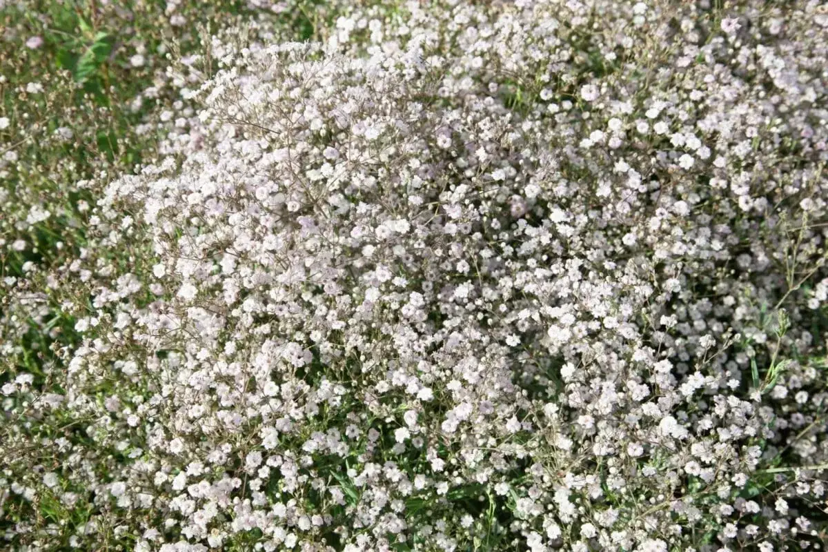 Ein Feld voller zarter, wei&szlig;er Bl&uuml;ten. Dieses Schleierkraut winterhart bl&uuml;ht &uuml;ppig und bildet einen luftigen Teppich.