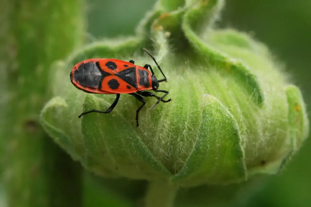 Ein rotschwarzer Feuerkäfer krabbelt auf einer grünen, behaarten Knospe im Garten.