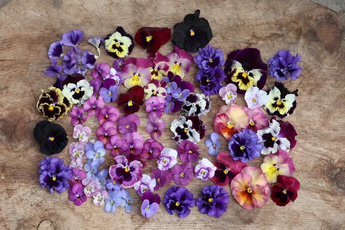 En samling violer, viola tricolor, i olika f&auml;rger och storlekar ligger utspridda p&aring; en tr&auml;yta.