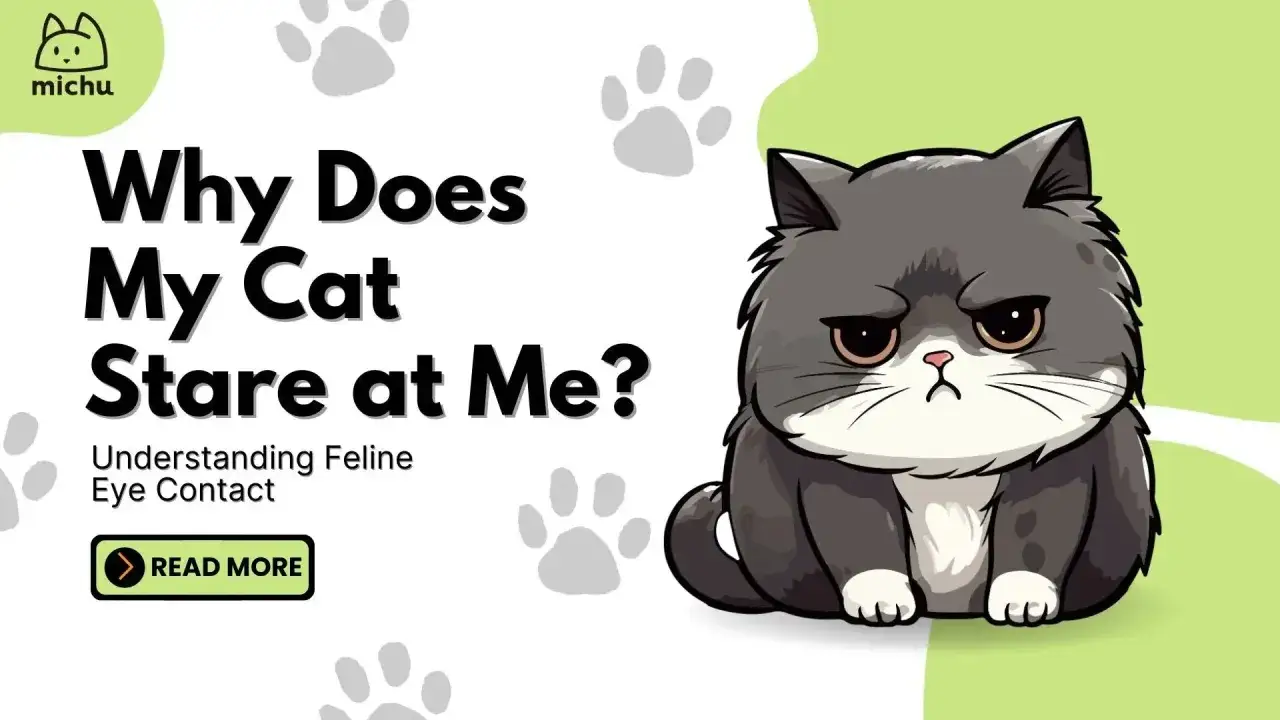 Un chat gris boudeur regarde fixement, interrogeant sur la raison pour laquelle mon chat me fixe. Comprendre le contact visuel félin.