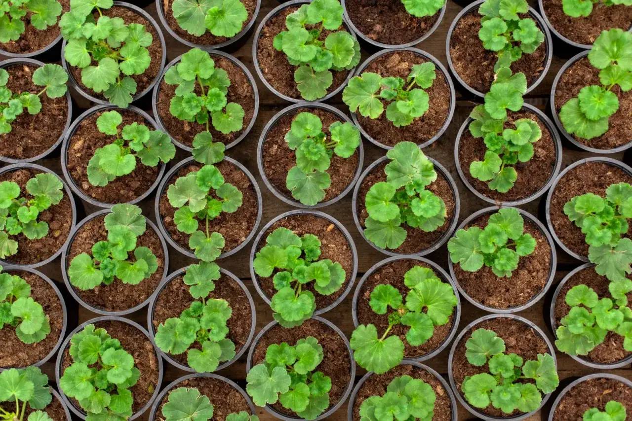 Młode pelargonie w doniczkach, gotowe do przesadzenia. Kiedy siać pelargonie? Najlepiej wiosną, gdy minie ryzyko przymrozków.