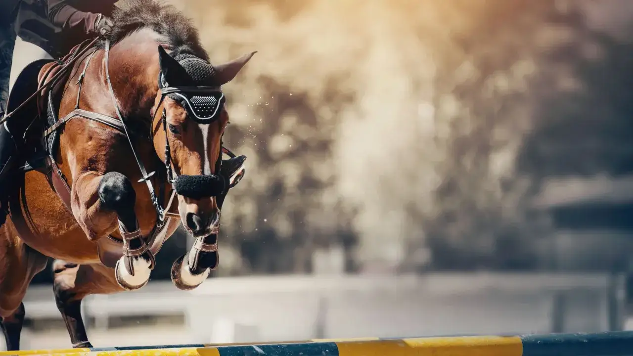 Un cheval brun saute un obstacle, sous le regard de la fédération d'équitation. La poussière vole, le soleil brille.