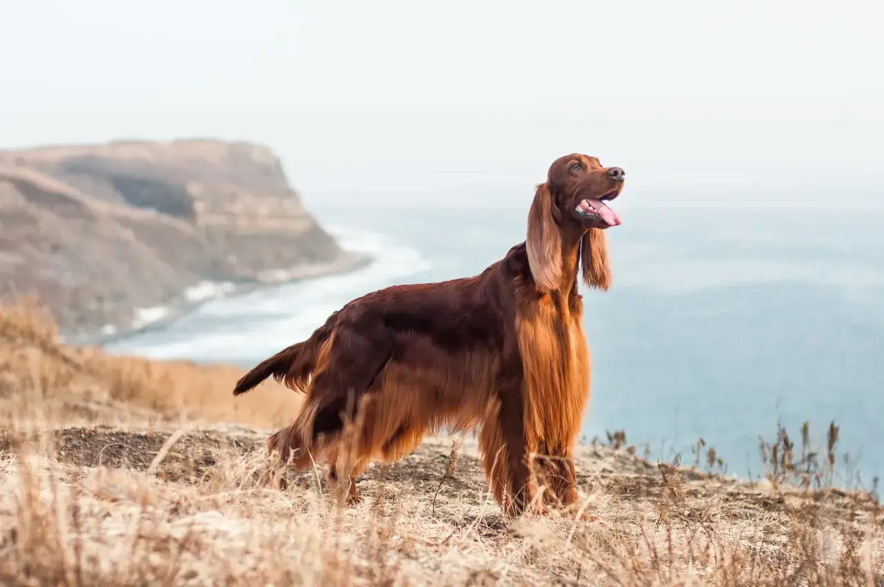 Un magnifico setter irlandese con folta pelliccia color mogano, in piedi su un promontorio erboso con il mare sullo sfondo.