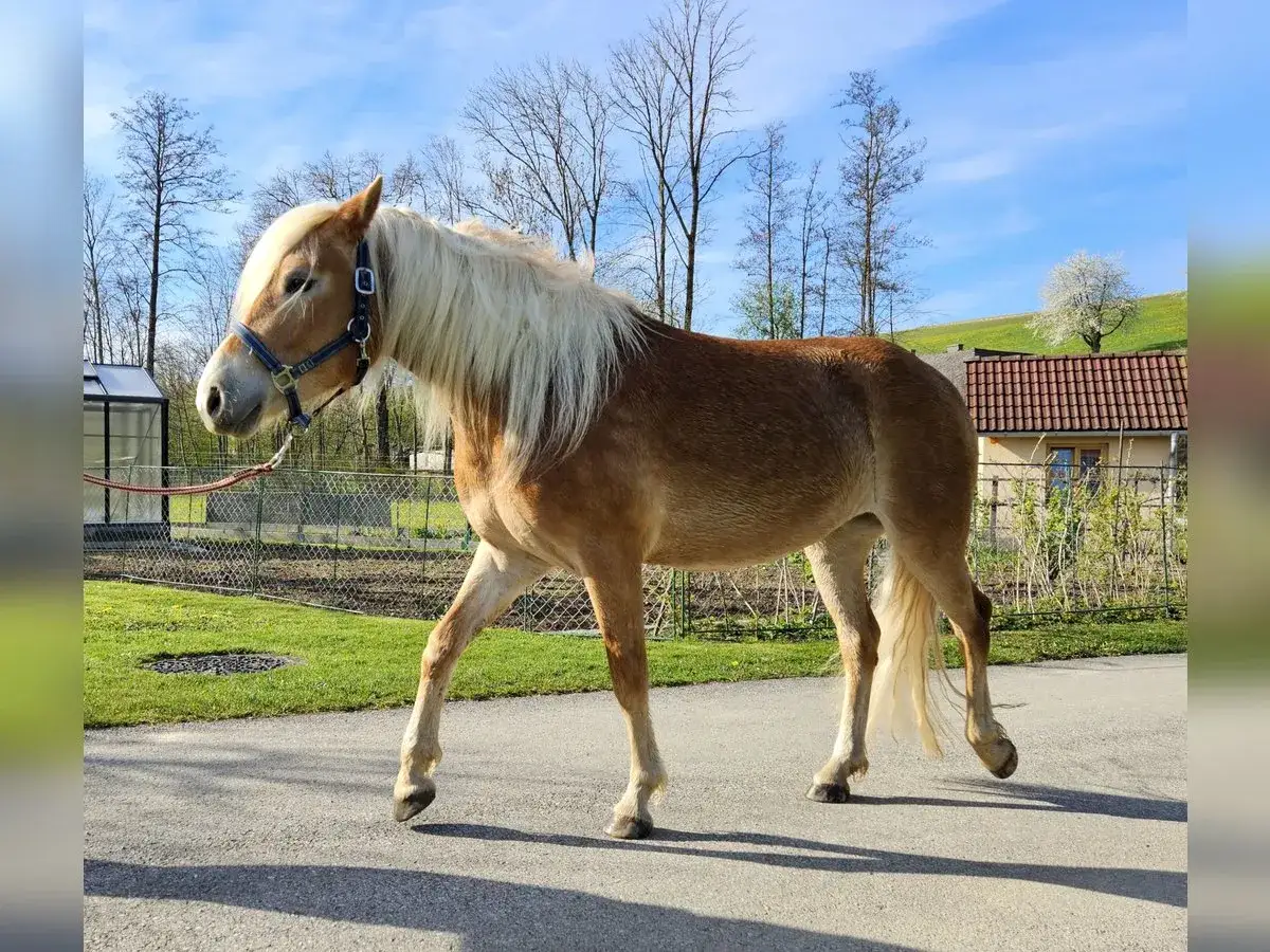 Ein brauner Haflinger mit heller Mähne geht auf einem Weg. Sein freundlicher Haflinger Charakter ist spürbar.