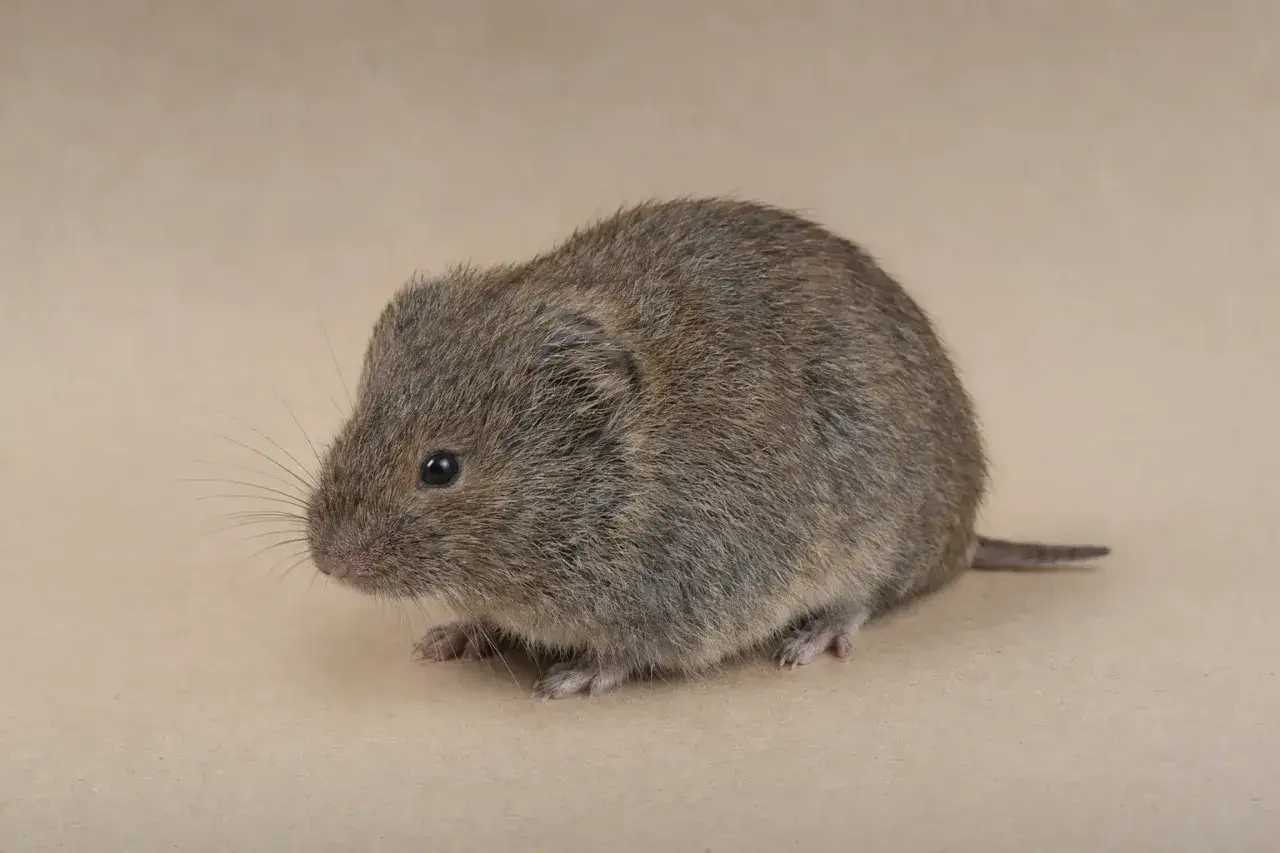 En sork bebis med fluffig p&auml;ls och stora morrh&aring;r sitter p&aring; en ljusbrun bakgrund.