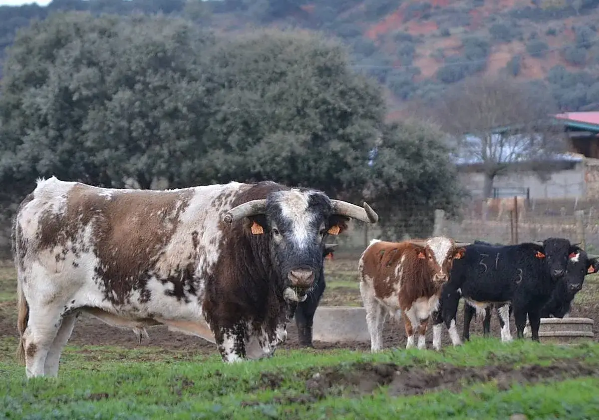 Un sayalero y bandr&eacute;s, un imponente toro de lidia con manchas marrones y blancas, mira fijamente. A su lado, terneros y toros negros pastan en un campo.