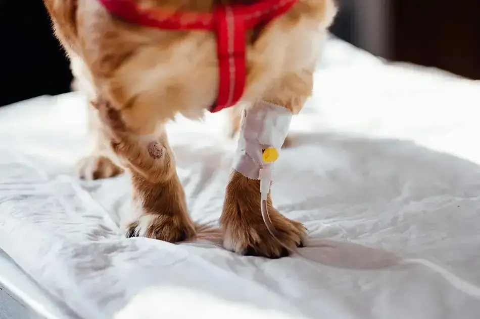 Golden retriever w gabinecie weterynaryjnym kontrola