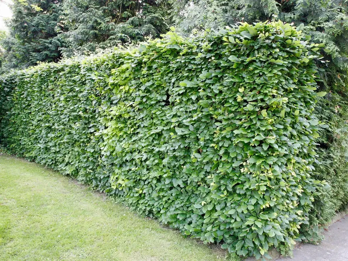 Dichte, grüne Buchenhecke, ideal für Sichtschutz. Buchenhecke pflanzen pro Meter für eine üppige Gartengrenze.