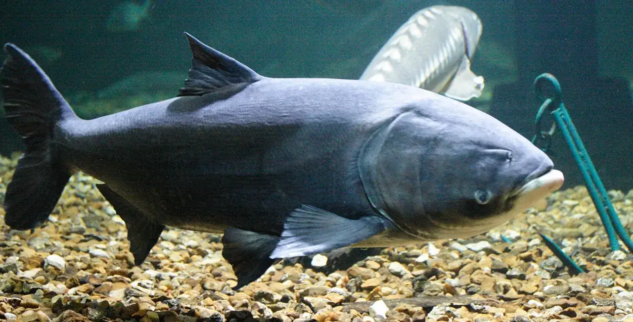 Une carpe à grosse tête nage au-dessus d'un lit de galets, un autre poisson en arrière-plan.