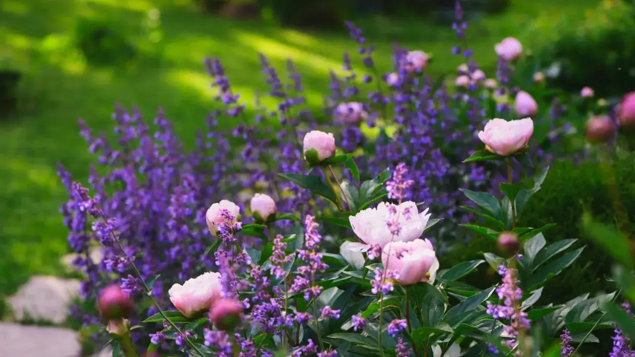 Ljusrosa pioner blommar bland lila kantnepeta sorter i en lummig tr&auml;dg&aring;rd.