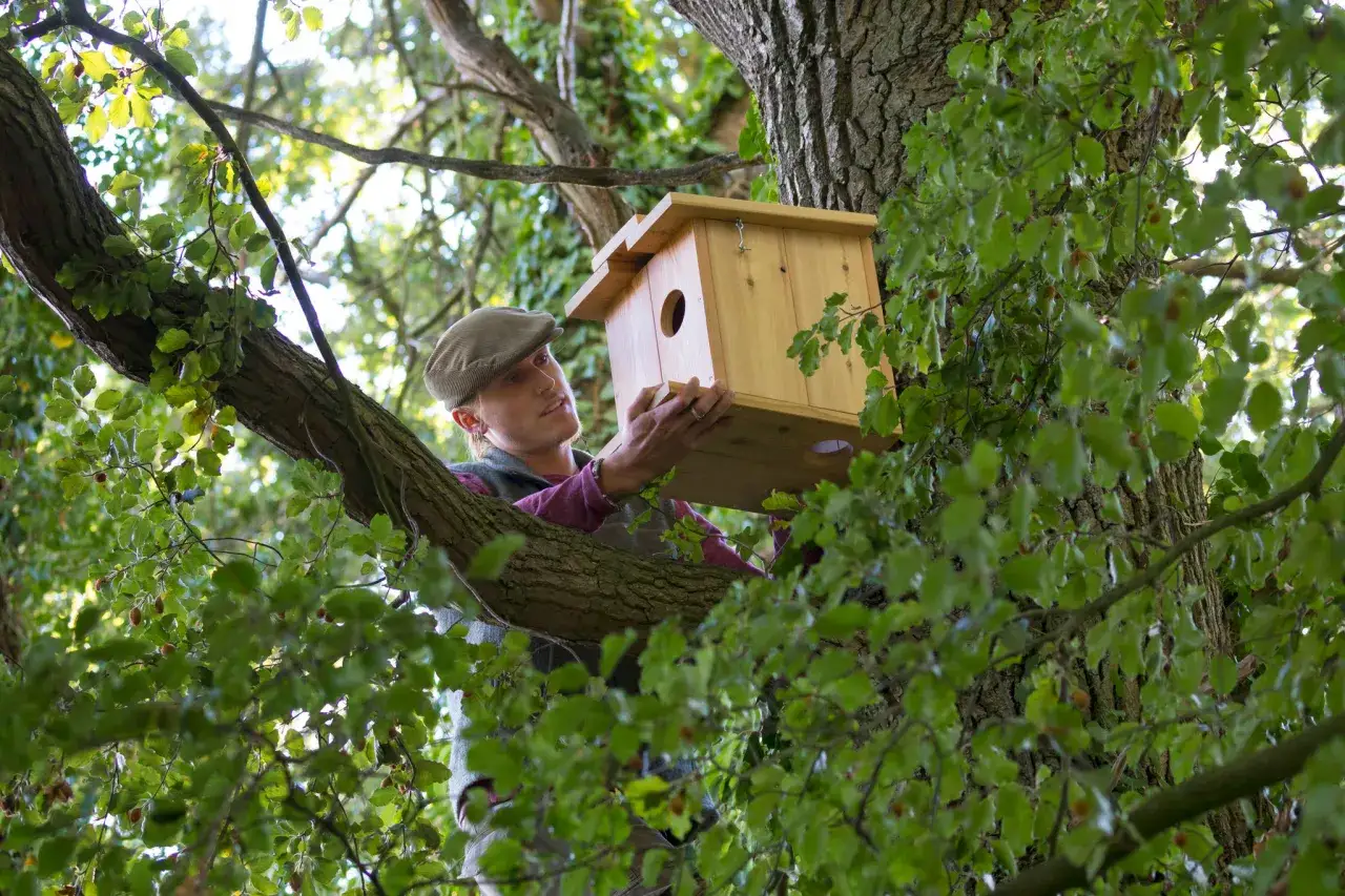 Mann mit Schieberm&uuml;tze montiert ein h&ouml;lzernes kobel tier in einem Baum.