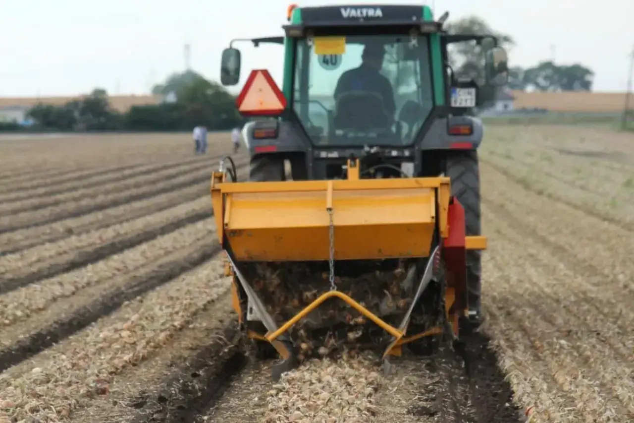 Traktor z maszyną do zbioru cebuli na polu. To idealny moment, kiedy łamać cebulę, by zebrać obfite plony.