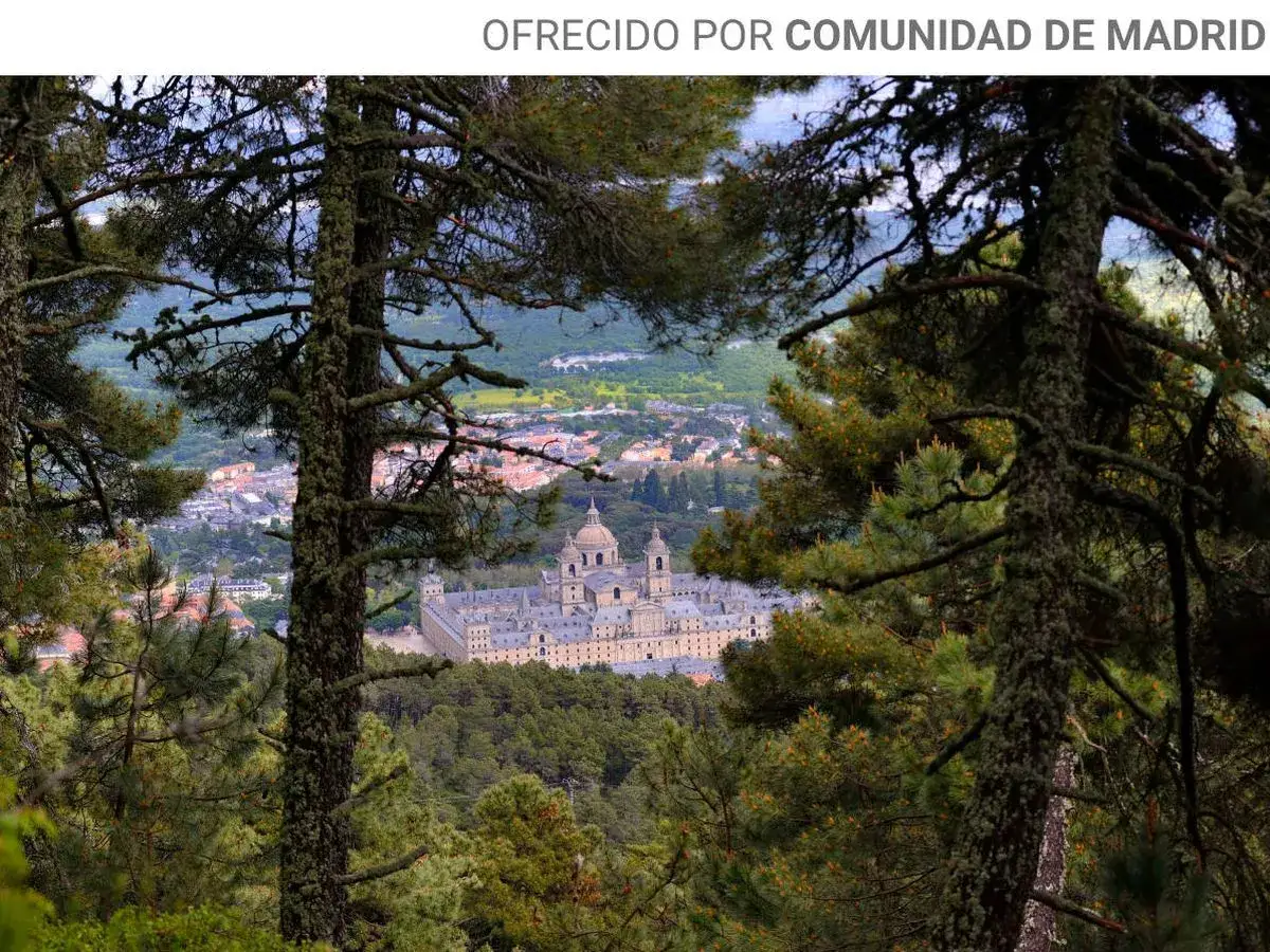 Vistas de las rutas de San Lorenzo del Escorial, con el Monasterio al fondo, entre pinos cubiertos de l&iacute;quenes.