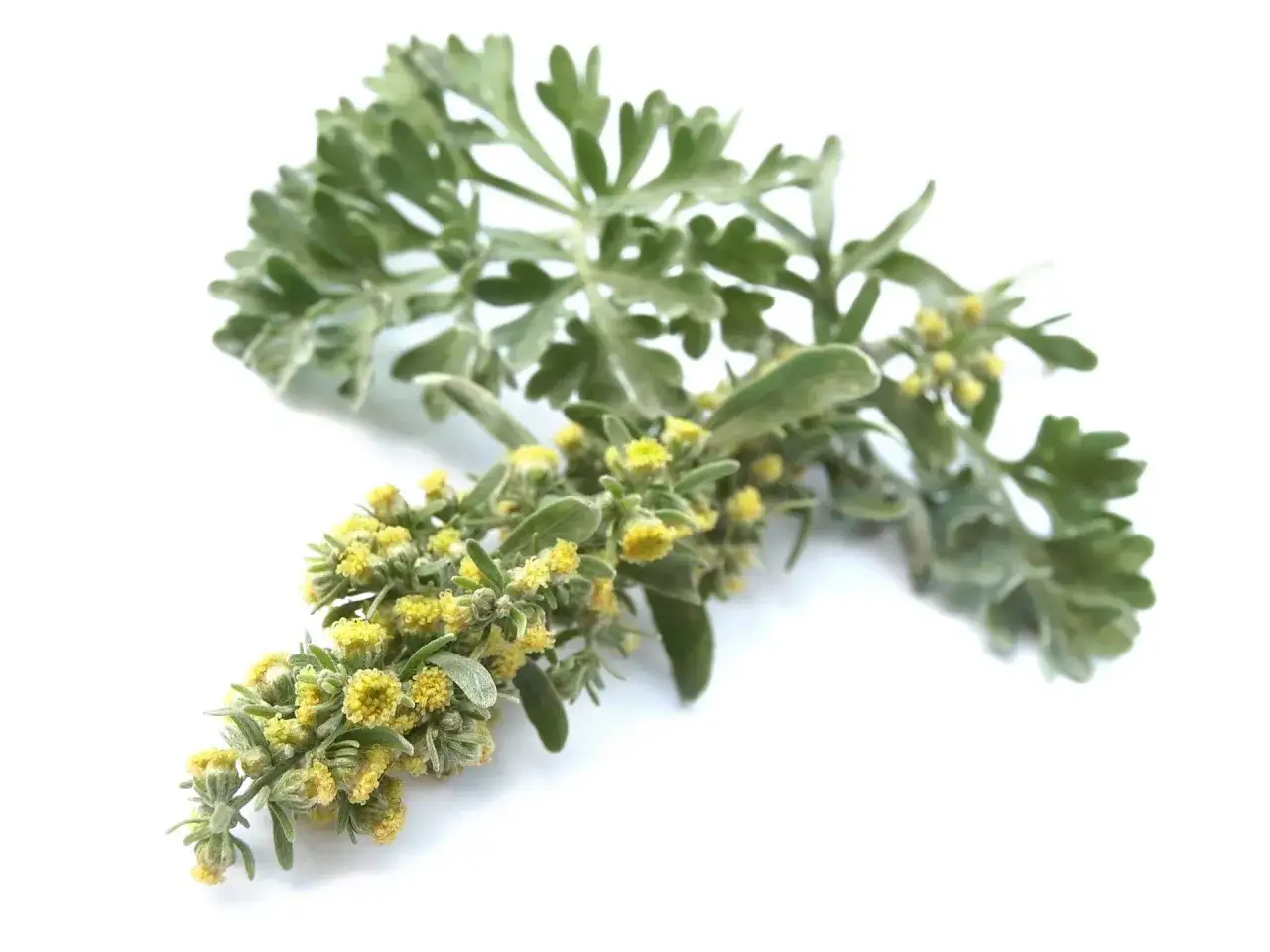 Zweig mit silbrig-gr&uuml;nen Bl&auml;ttern und kleinen gelben Bl&uuml;ten. Die Wermut Wirkung ist vielf&auml;ltig, bekannt f&uuml;r seine Bitterstoffe.