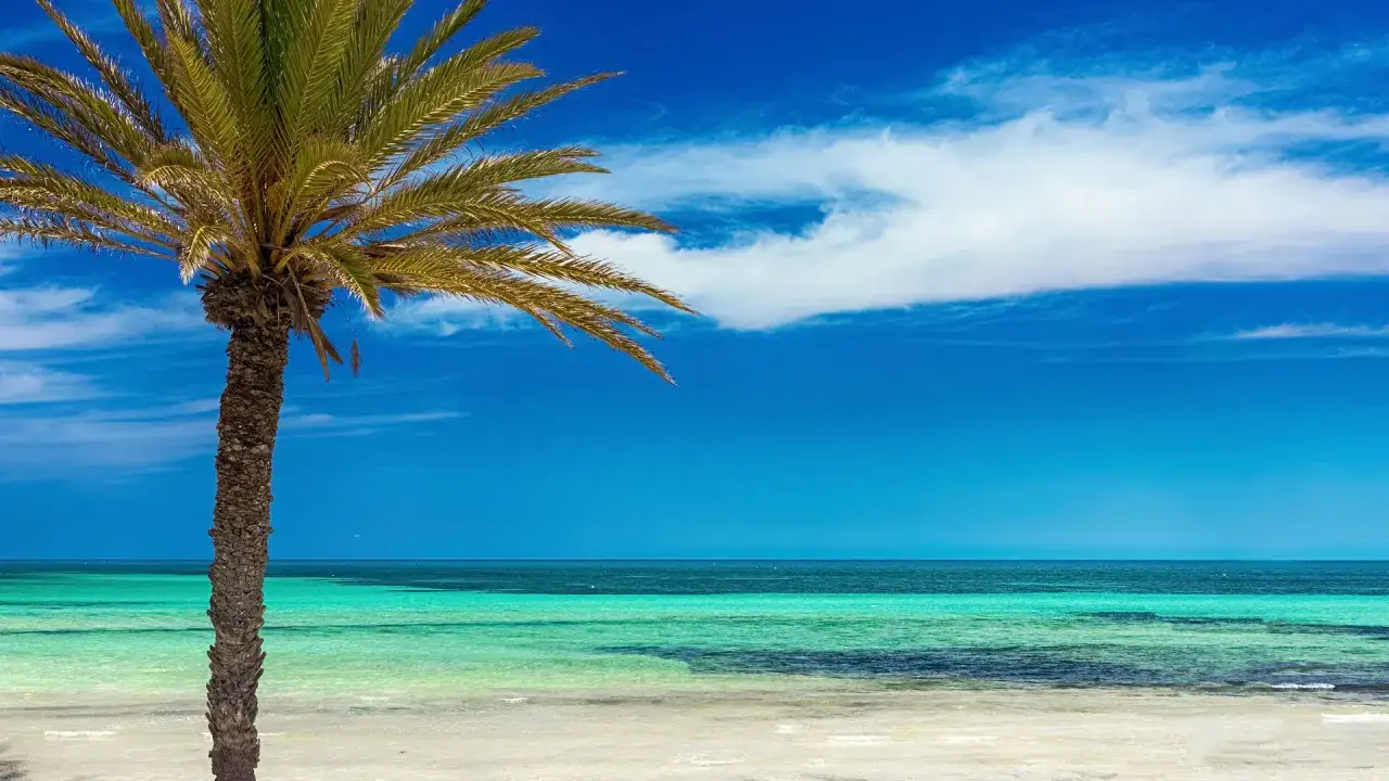 Palma na plaży, turkusowe morze i błękitne niebo z chmurami. Idealna tunezja pogoda kwiecień na wakacje.