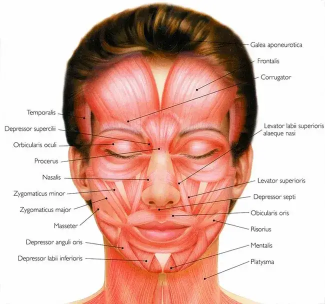 mięśnie mimiczne czoło botox