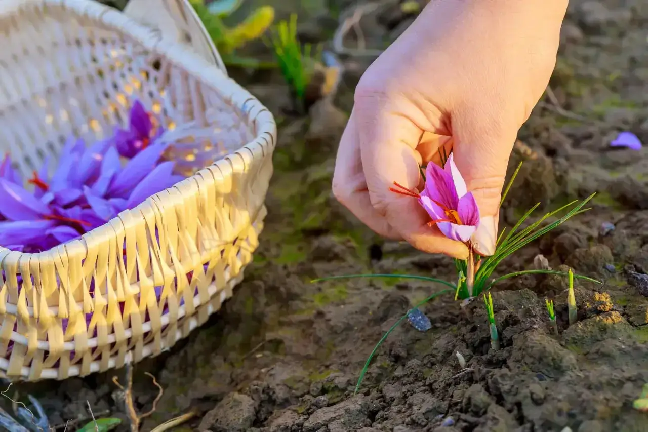 Hand pfl&uuml;ckt lila Krokusbl&uuml;ten f&uuml;r Safran. Warum ist Safran so teuer? Weil jede Bl&uuml;te nur drei Stempelf&auml;den hat, die m&uuml;hsam von Hand geerntet werden.