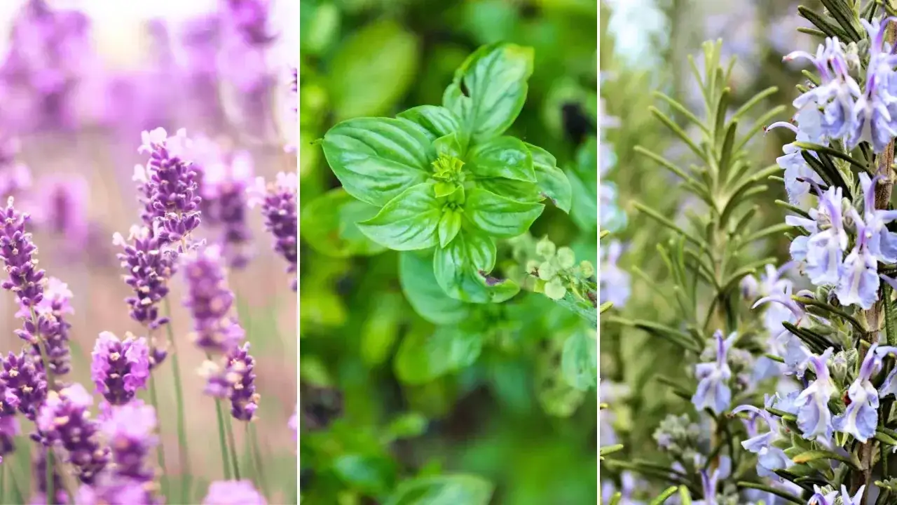 Lavande, basilic et romarin en gros plan. Ces herbes &eacute;voquent une recette de grand-m&egrave;re pour des 