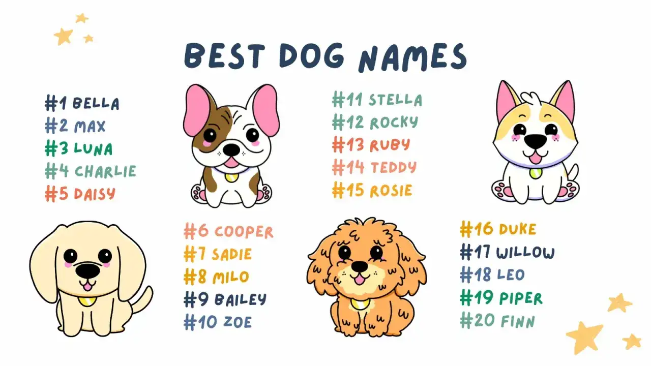 Lista słodkich imion dla psa chłopaka: Max, Charlie, Cooper, Milo, Leo, Finn. Urocze pieski pomagają wybrać idealne imię.