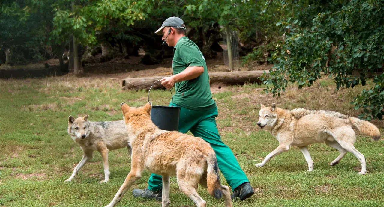 W&ouml;lfe im Wildparadies Tripsdrill