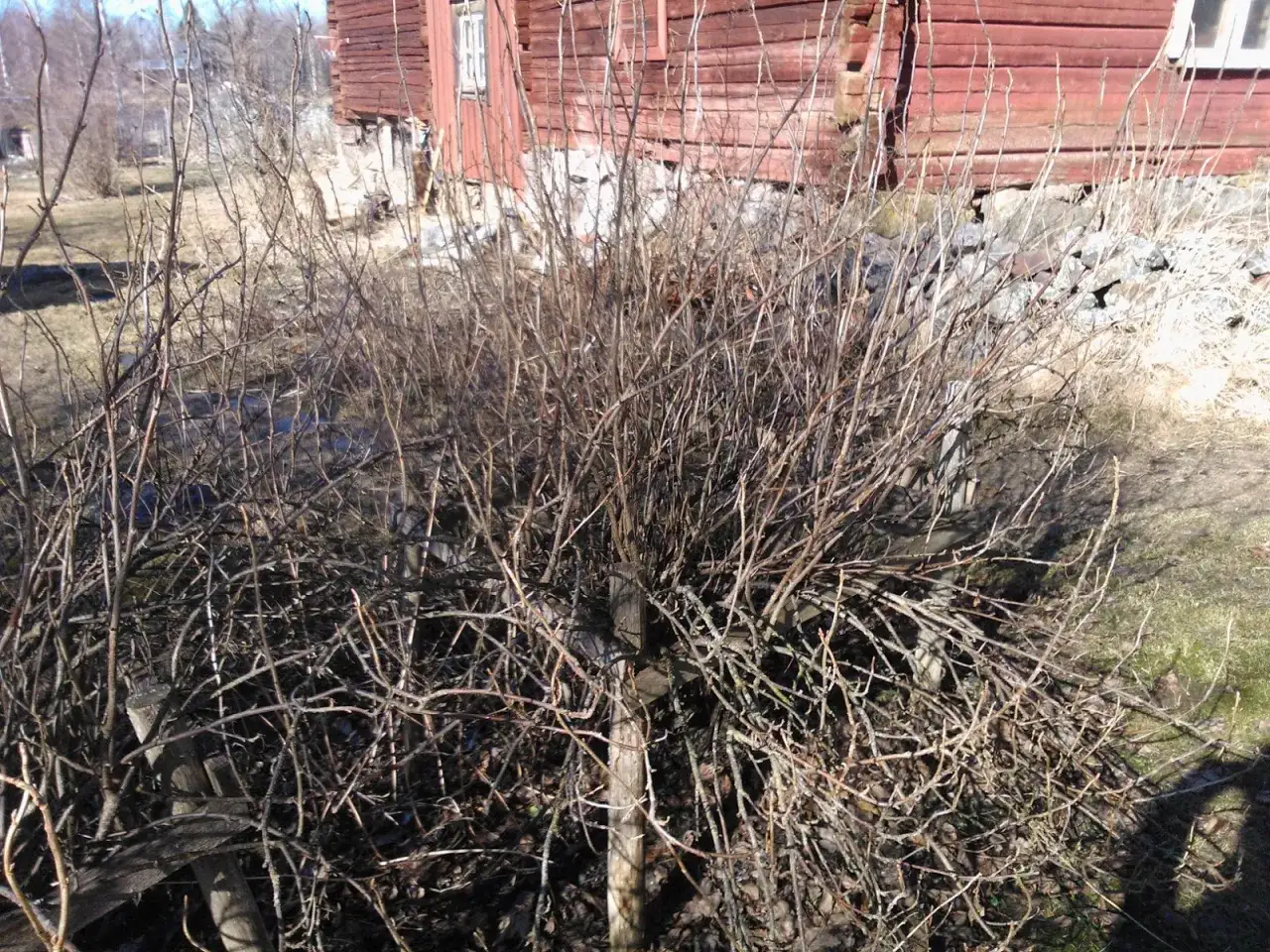 En buske med m&aring;nga tunna grenar, redo att klippa r&ouml;da vinb&auml;r. Bakom syns ett r&ouml;tt tr&auml;hus.