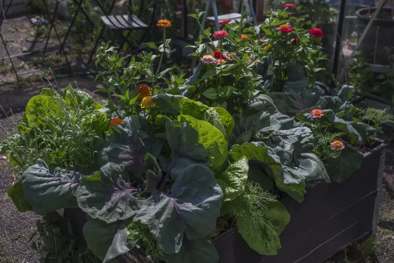 En frodig samplantering i pallkrage med k&aring;l, sallat, dill och zinnia. En vacker och produktiv kombination.