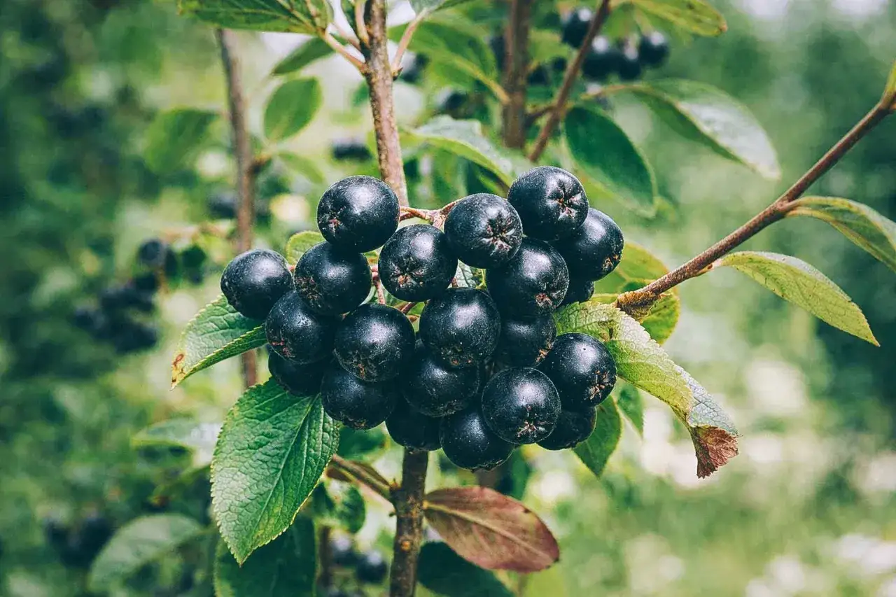 En klase mörka, mogna bär hänger från en aronia buske. Bladen är gröna och grenarna bruna.