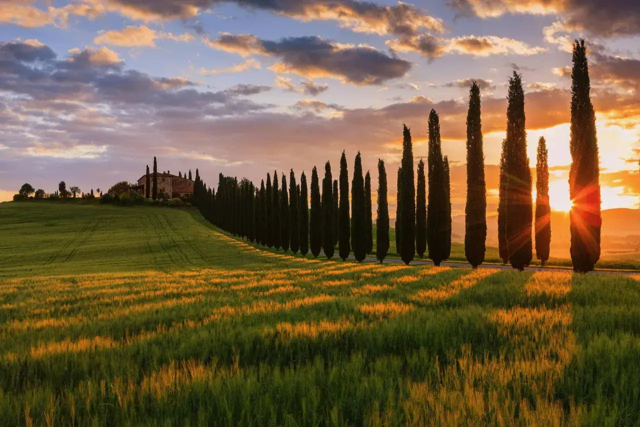 Campi dorati e filari di cipressi al tramonto, un invito al trekking in Val d'Orcia.