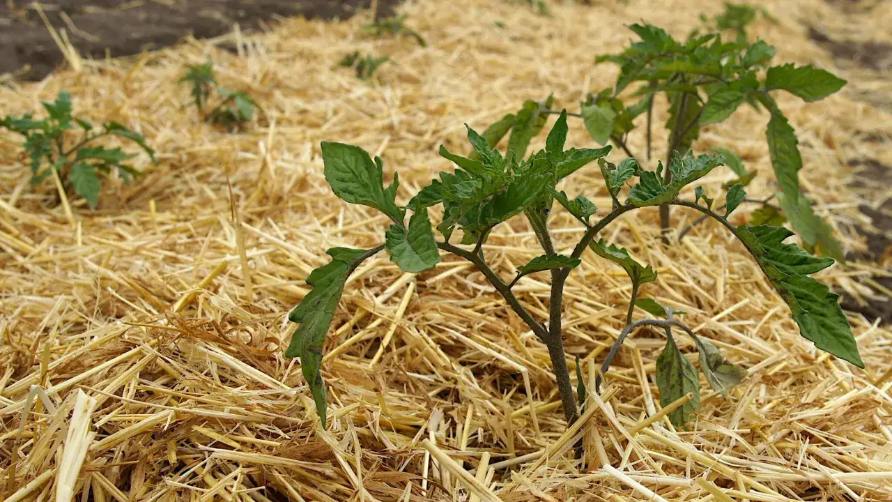 Jeunes plants de tomates prot&eacute;g&eacute;s par un paillage de paille. Le paillage tomates aide &agrave; conserver l'humidit&eacute; et &agrave; limiter les mauvaises herbes.