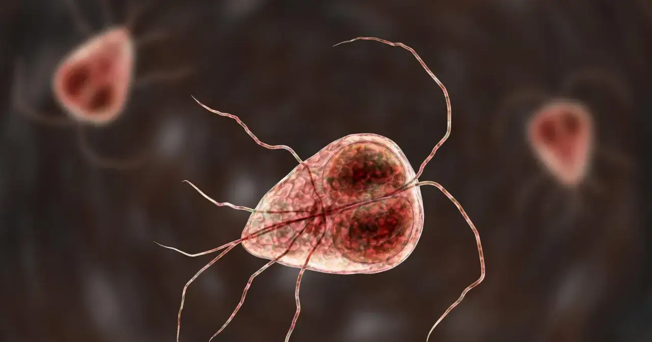 Trofazoit Giardia lamblia, pasożyt wywołujący giardiozę u psów. Ma owalny kształt i liczne wici.