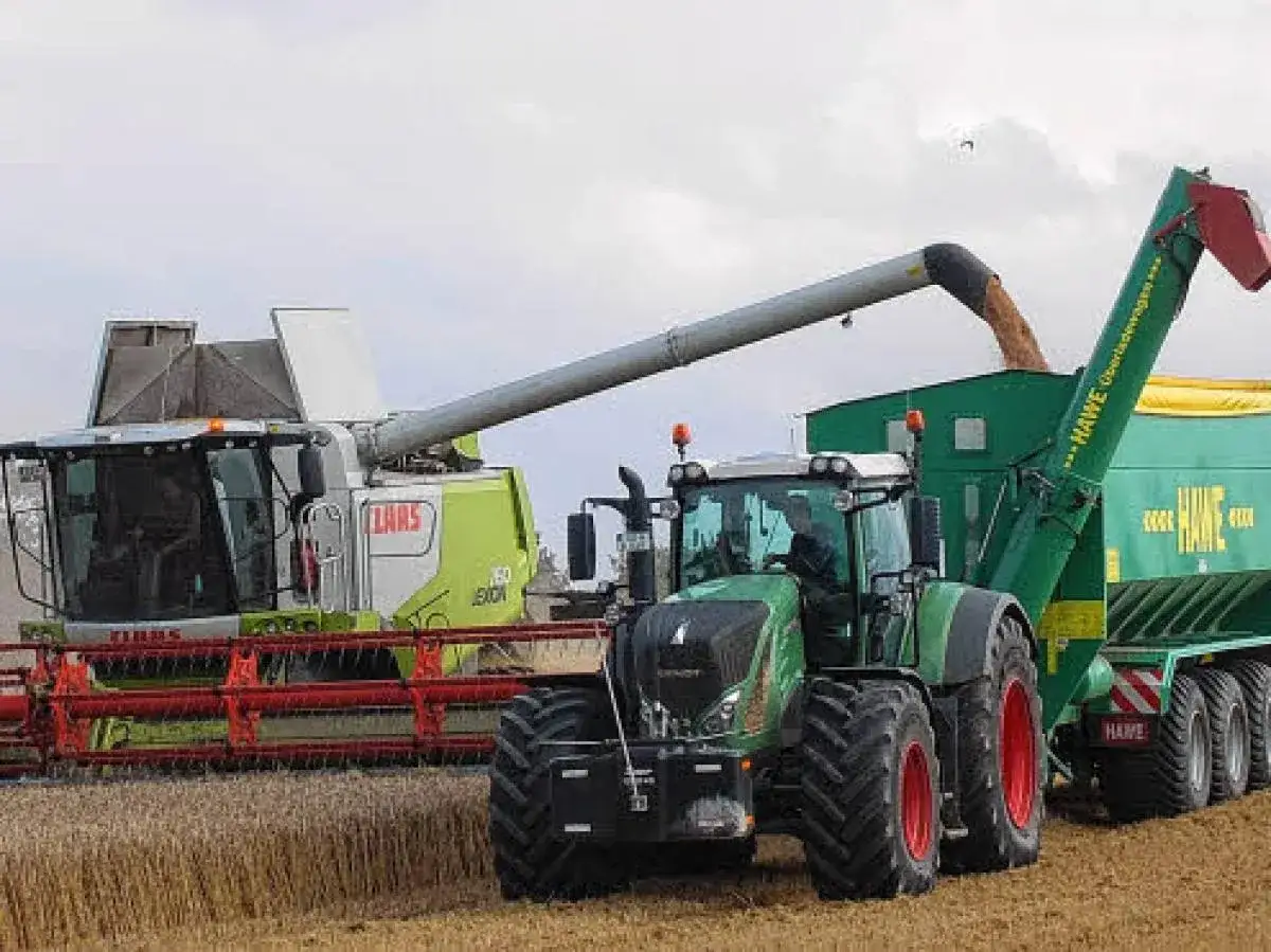 Mähdrescher und Traktor mit Anhänger ernten Getreide. Die Erntezeit ist gekommen, wann wird roggen geerntet?