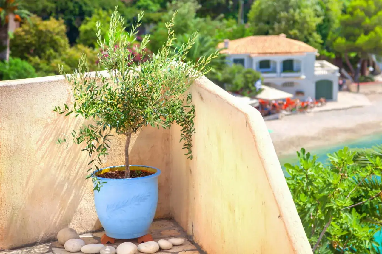Petit olivier dans un pot bleu sur un balcon ensoleillé, prêt à être rempoté. Vue sur la mer et une maison méditerranéenne.