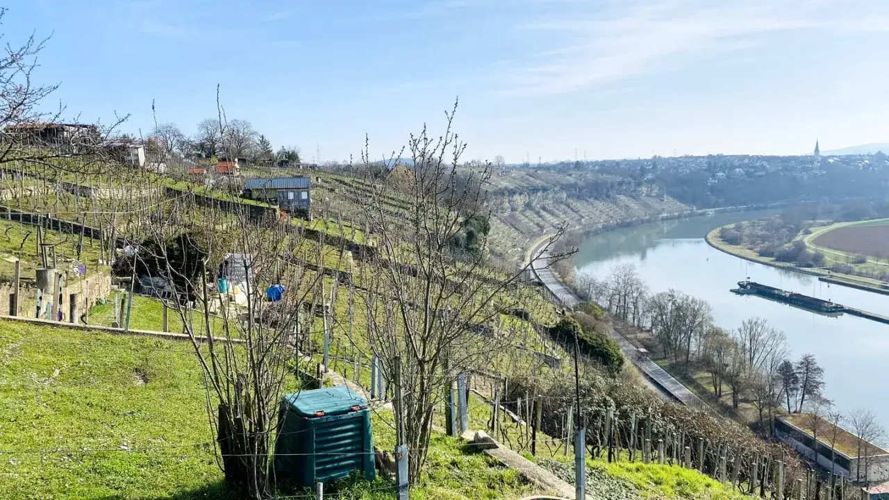 Weinberge und ein Flussufer laden zum Wandern in Ludwigsburg ein. Ein Kahn fährt auf dem Neckar.