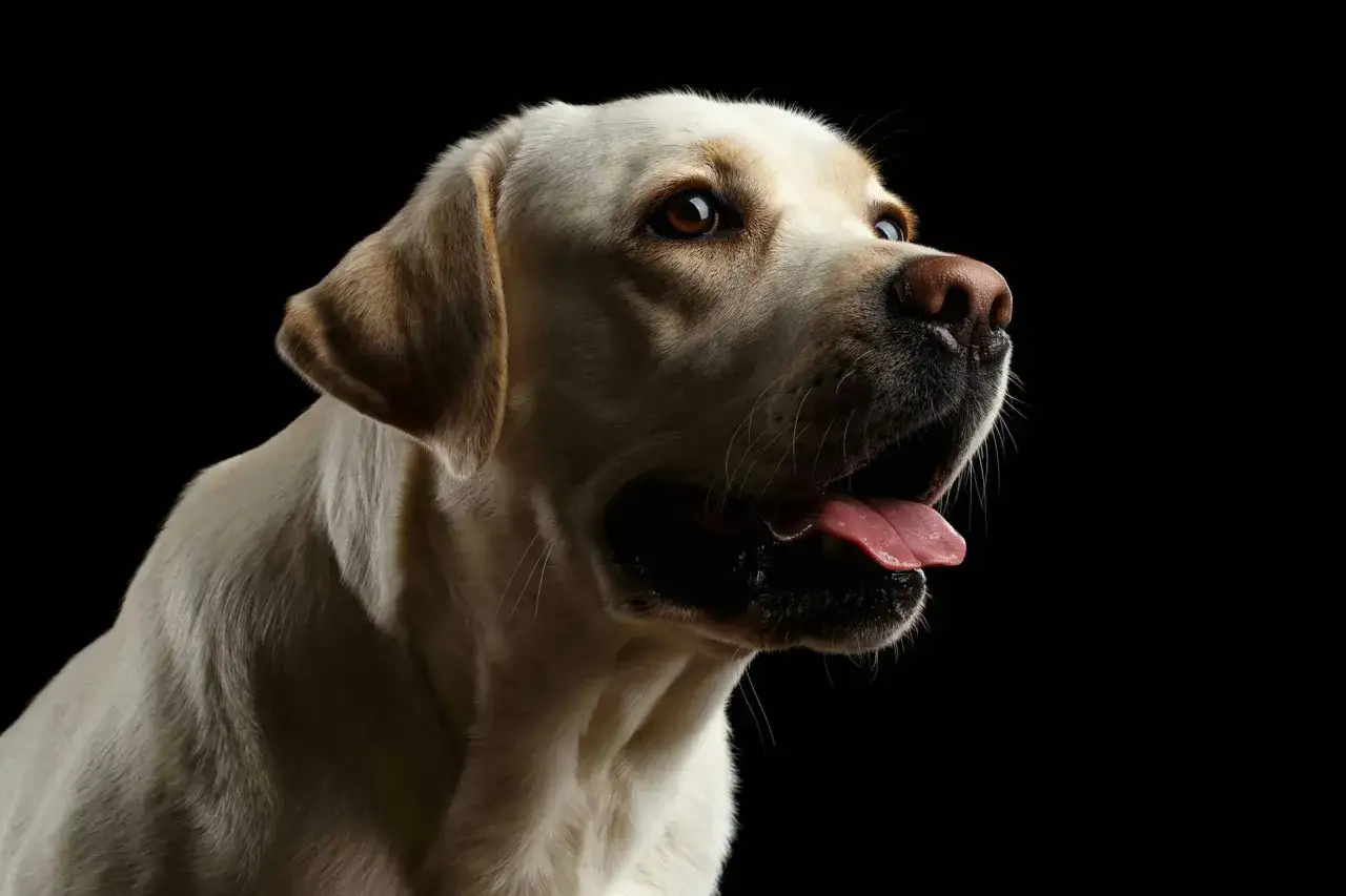 Ein heller Labrador mit weit ge&ouml;ffnetem Maul, die Zunge h&auml;ngt heraus. Der **hund zittert beim einatmen**, vielleicht vor Aufregung oder Anstrengung.