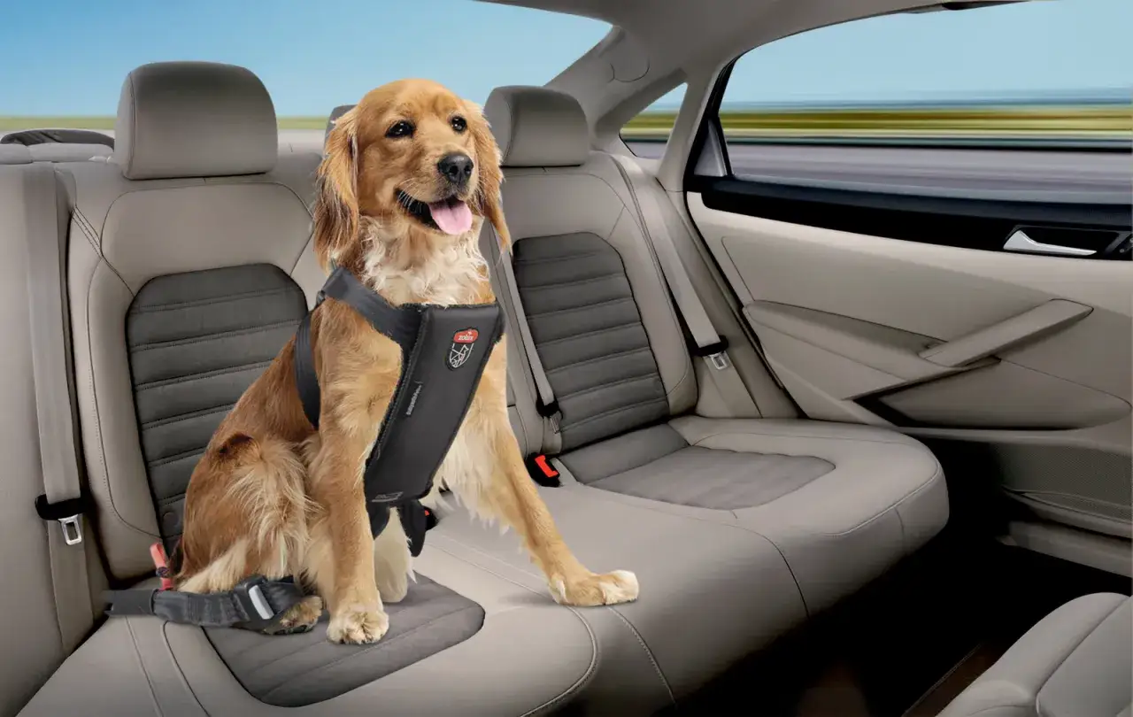 Un chien golden retriever, attaché avec un harnais de sécurité, est assis sur la banquette arrière d'une voiture, prêt pour un voyage sur l'autoroute.