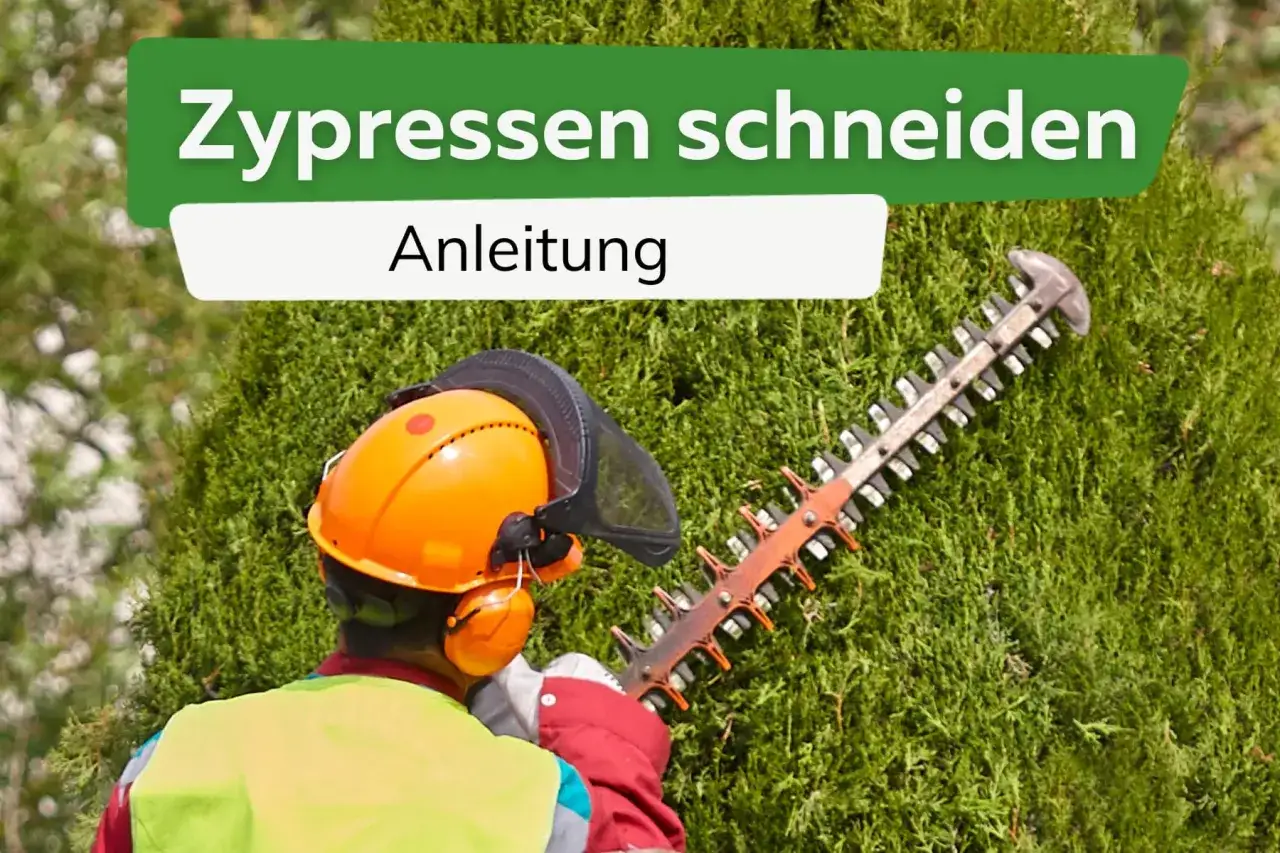 Gärtner mit Schutzausrüstung beim Zypressen schneiden. Anleitung für den perfekten Formschnitt.