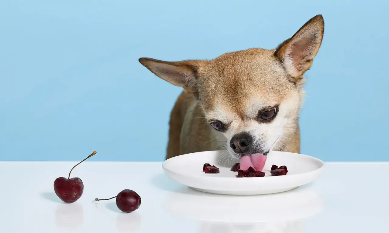Un chihuahua saborea trozos de cerezas sin semilla en un plato blanco. &iexcl;Los perros pueden comer cerezas sin semilla!