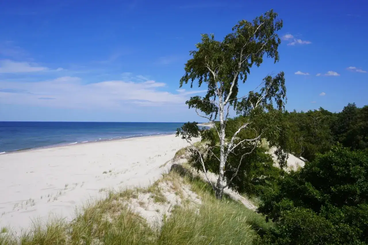 Piękna plaża i wydmy z brzozą, idealne atrakcje pomorskie na letni wypoczynek nad Bałtykiem.