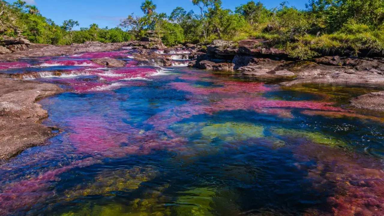 El río Caño Cristales, un espectáculo natural con aguas cristalinas y algas de vibrantes colores rojo, rosa y verde, rodeado de vegetación exuberante.