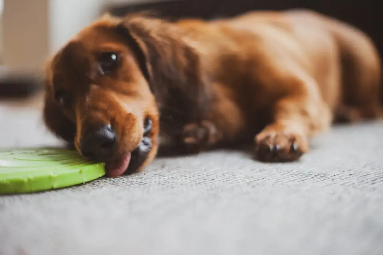 Perro salchicha marr&oacute;n mordisquea un frisbee verde. Parece que mi perro no juega con juguetes, solo los lame.